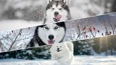 Keine Angst vor der Kälte: 6 Hunderassen, die für schneereiche Winter gezüchtet wurden