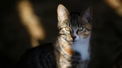 Erinnert sich eine Katze daran, was gestern passiert ist, oder lebt sie von Tag zu Tag?