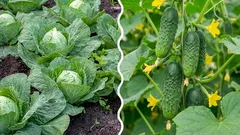 Was passiert, wenn man Kohl neben Gurken anbaut: ein Fehler oder die richtige Entscheidung?