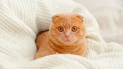 Was Katzen sehen, was wir nicht sehen