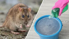 Stören Sie Ratten? Geben Sie einfach dieses Mittel in Ihr Bodenreinigungswasser, und das Problem wird nach und nach verschwinden.