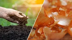 Zwiebelschalen im Garten: Düngung, Schutz und Kompost