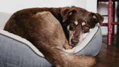 Warum Hunde sich drehen, bevor sie sich hinlegen: Die geheime Sprache, die Sie nicht verstanden haben