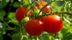 Damit Tomaten fleischig und saftig werden: Welche Sorten sollten im Winter ausgesät werden?