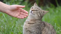 5 menschliche Handlungen, die Katzen abschrecken