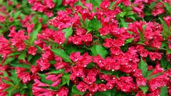 Eine unglaubliche Schönheit für Ihren Garten: blüht 6 Monate lang, widersteht Frost bis zu –35 °C und erreicht eine Höhe von eineinhalb Metern.