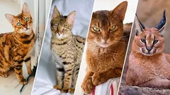 10 Katzen, in deren Adern wildes Blut fließt