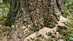 Wie man erkennt, ob ein Baum von Borkenkäfern befallen ist: frühe Anzeichen, wann er noch gerettet werden kann