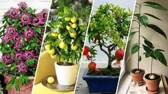 Welche Früchte Sie in Ihrer Wohnung anbauen können: Das hätten Sie nicht gedacht