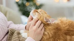 7 gesunde Gewohnheiten, die das Leben Ihrer Katze verlängern